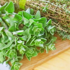 Medicinal Properties of Culinary Herbs