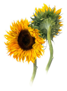 sunflowers