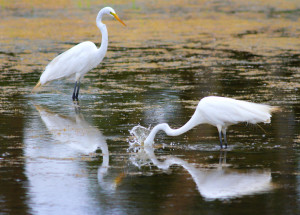 Wetlands Afternoon Linda Dugan